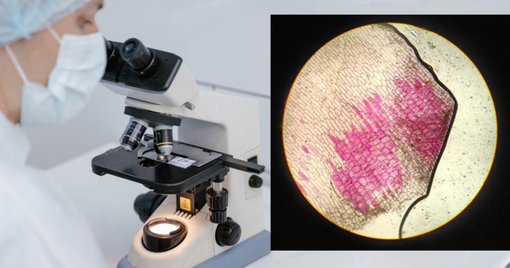 What is Microscopy? A Technical Microscopy Guide 4 What is Microscopy? A Technical Microscopy Guide 3