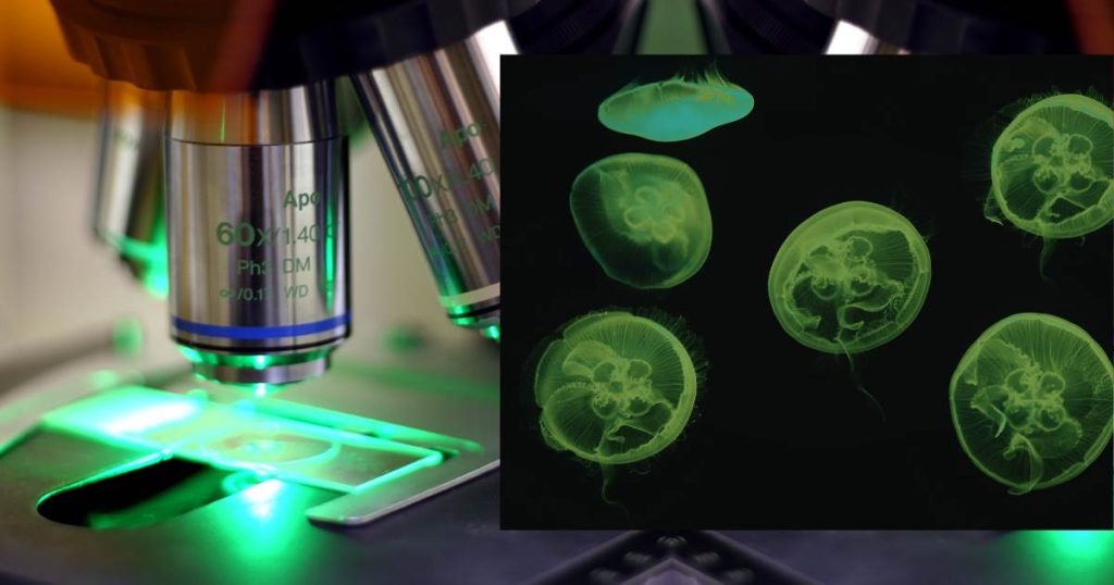 What is Microscopy? A Technical Microscopy Guide 1 What is Microscopy? A Technical Microscopy Guide 1