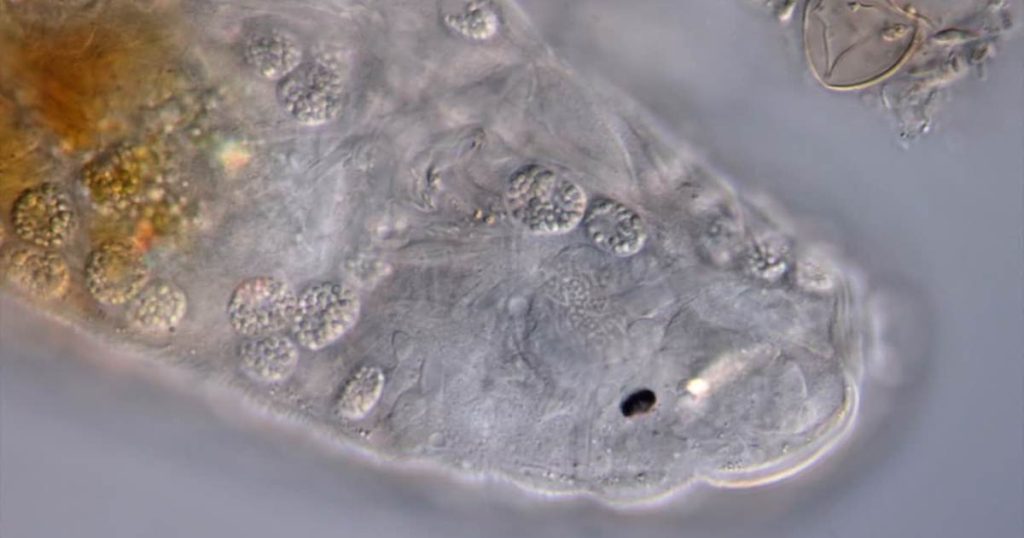What is Microscopy? A Technical Microscopy Guide 6 What is Microscopy? A Technical Microscopy Guide 5